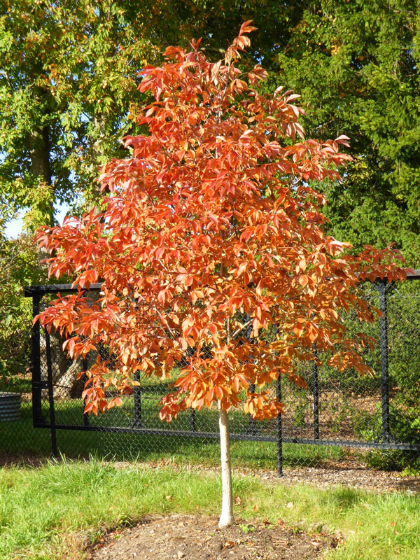 AESCU GLA EARLY GLOW #20