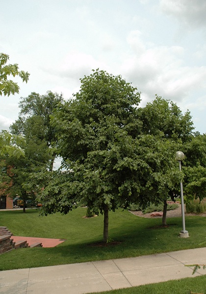 ALNUS HIR PRAIRIE HORIZON1.75"BB