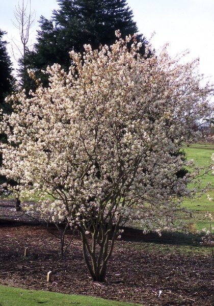 AMELA GRA AUT BRILLIANCE #10 CLP