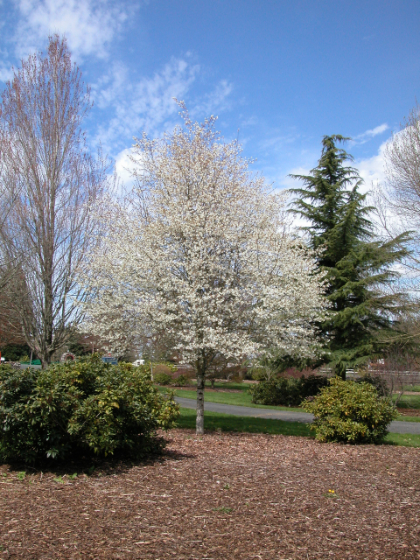 AMELA LAE SPRING FLURRY #10