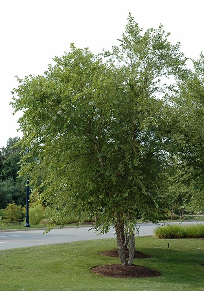 BETULA NIG RIVER BIRCH #25 CLP