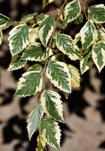 BETULA NIG SHILOH SPLASH #15 TF