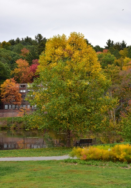 BETULA NIG HERITAGE 2"BB