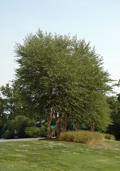 BETULA NIG HERITAGE 8'CLPBB