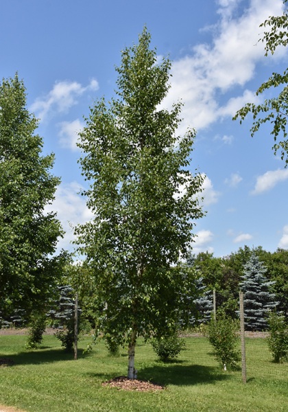 BETULA PAP PRAIRIE DREAM 1.75"BB