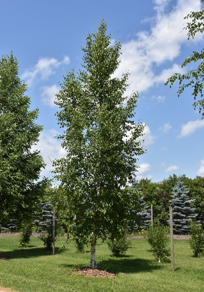 BETULA PA PRAIRIE DREAM 12'CLPBB