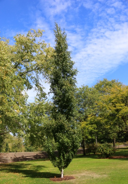 BETULA PLA PARKLAND PILLAR #15FE