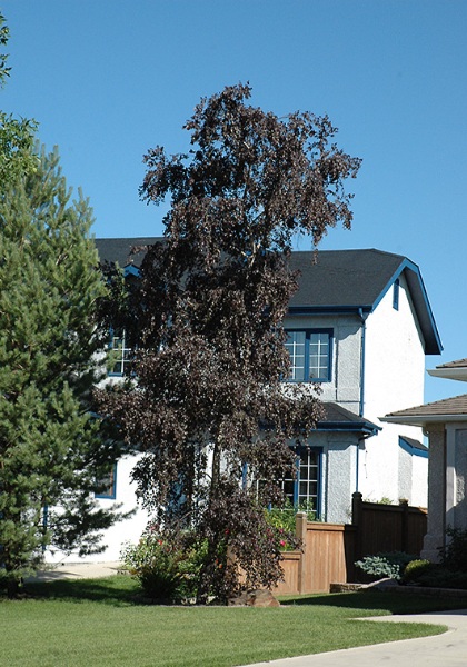 BETULA PLA ROYAL FROST #15 CLP