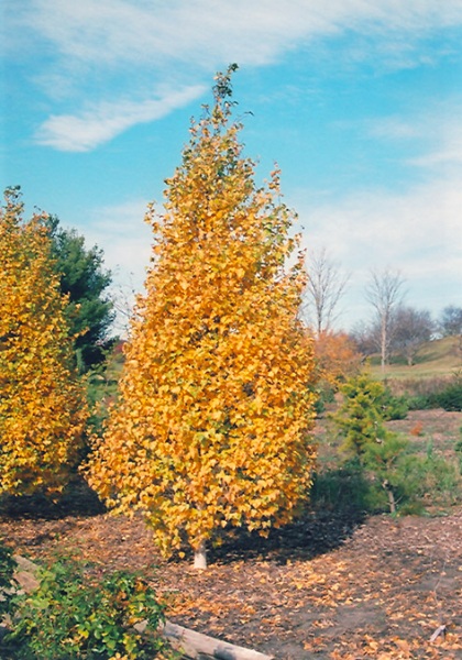 BETULA POP WHITESPIRE 2"BB