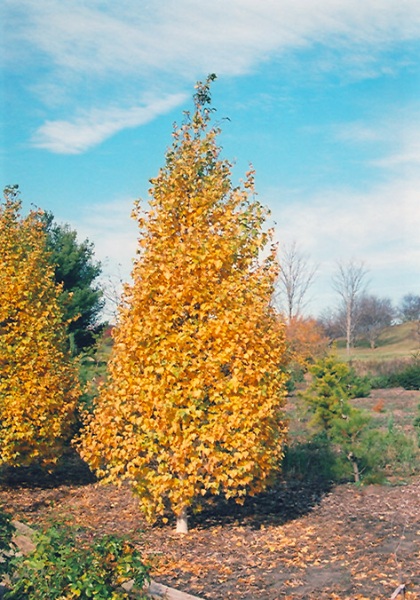 BETULA POP WHITESPIRE 8'CLPBB