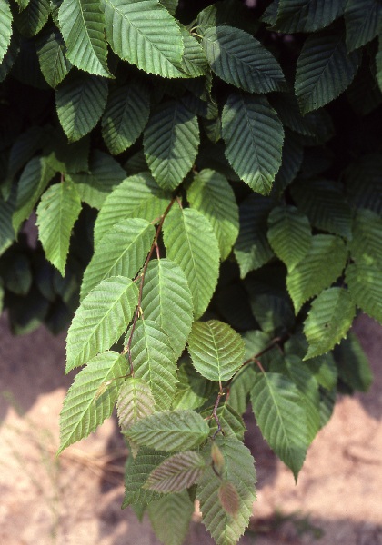 CARPINUS CAR BLUE BEECH #20