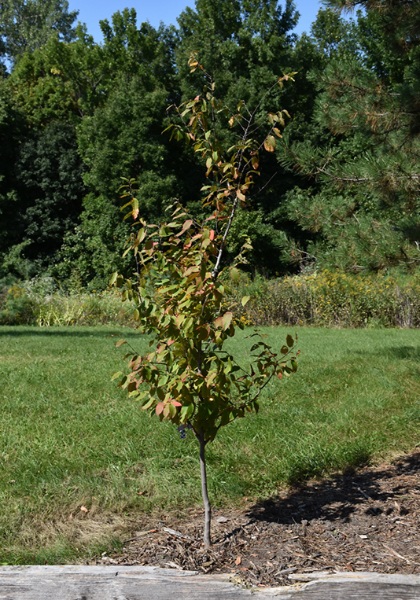 CARPINUS CAR FIRE KING #20