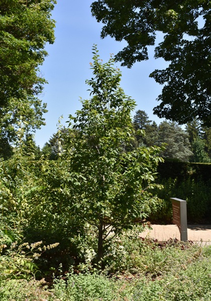 CARPINUS CAR FIRESPIRE #20