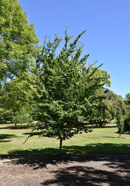 CARPINUS CAR RISING FIRE #20