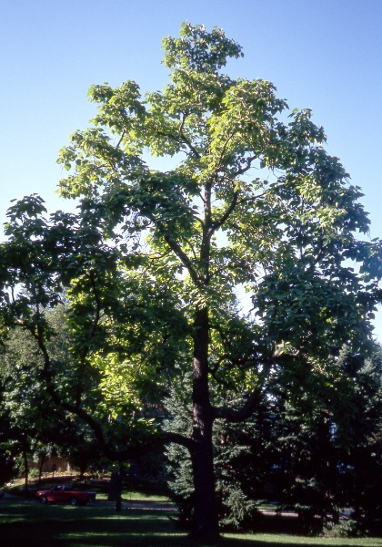 CATALPA SPE NORTHERN #20