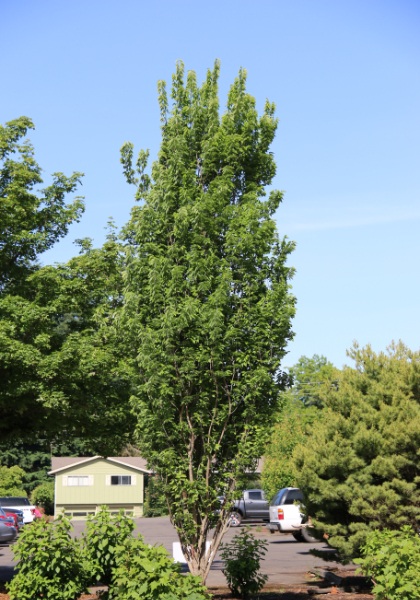 CELTIS OCC PRAIRIE SENTINEL 2"BB