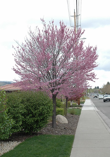 CERC CAN E REDBUD 2.5"BB MN STR