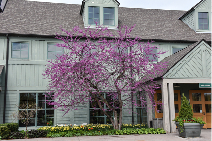 CERC CAN E REDBUD 6'CLPBB MN STR