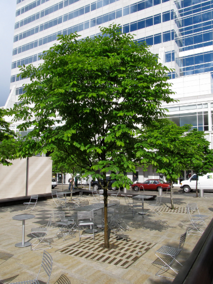 CLAD LUT AME YELLOWWOOD #10