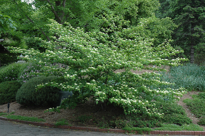 CORNUS ALT PAGODA 6'CLPBB