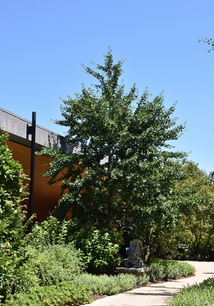 GINKGO BIL AUTUMN GOLD 2"BB