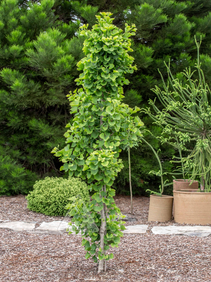 GINKGO BIL JADE BUTTERFLIES #6