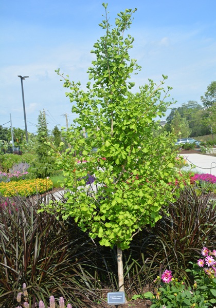 GINKGO BIL GOLDSPIRE #20