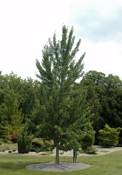 GINKGO BIL MAGYAR #20