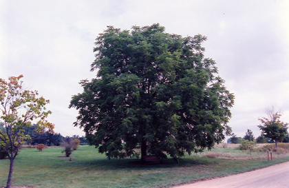 JUGL NIG BLACK WALNUT #7