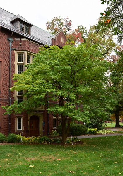 MAACKIA AMURENSIS #20