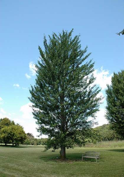 GINKGO PRINCETON SENTRY 2.5"BB