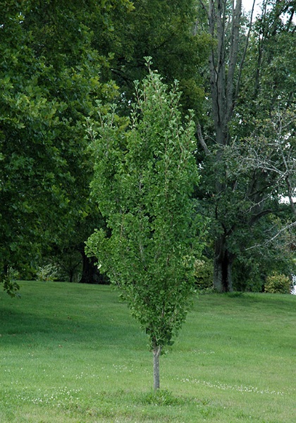 GINKGO BIL PRESIDENTIAL GOLD #10