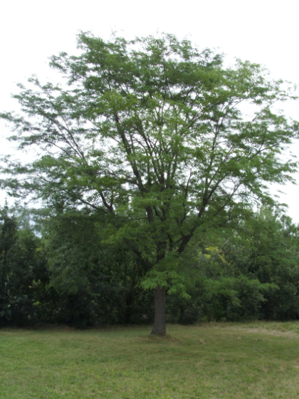 GLEDI NORTHERN ACCLAIM #20