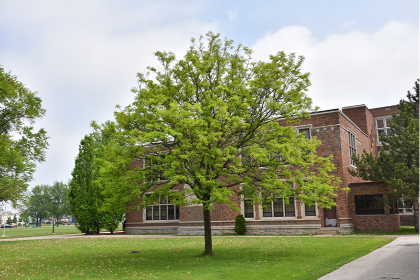 GLEDI TRI SHADEMASTER 2.5"BB