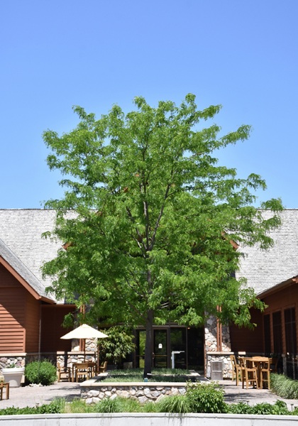 GLEDI TRI SKYLINE HONEY #20