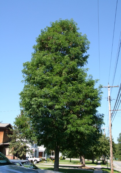 GLEDI TRI STREET KEEPER 3" BB