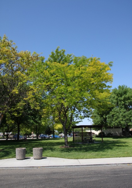 GLEDI SUNBURST HONEY #10