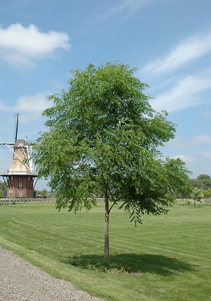 GYMNO KENTUCKY COFFEE #20