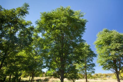 GYMNO TRUE NORTH COFFEE #20