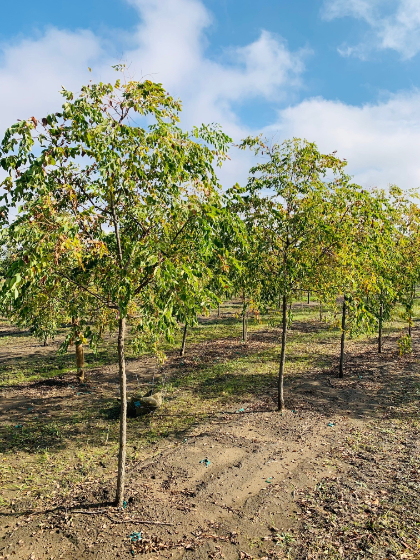 GYMNO DECAF COFFEE 1.75"BB