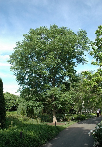 GYMNO ESPRESSO COFFEE 2.5"BB