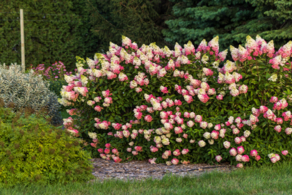 HYDRA PAN BERRY WHT 1.75"OR36"BB