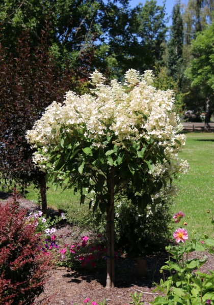 HYDRA PAN QUICK FIRE #7 TF PW