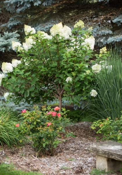 HYDRA PAN VAN STRAW 1.75"OR36"BB