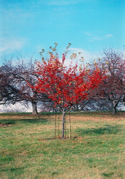 MALUS RED JEWEL CRAB 1.75"BB