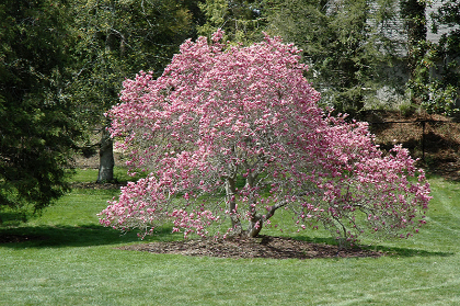 MAGNOLIA X ANN 5'CLPBB