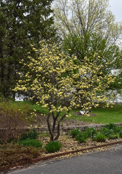 MAGNOLIA BUTTERFLIES #10 TF