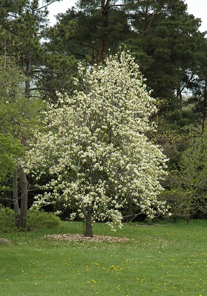 MAGNOLIA X ELIZABETH #5 TF