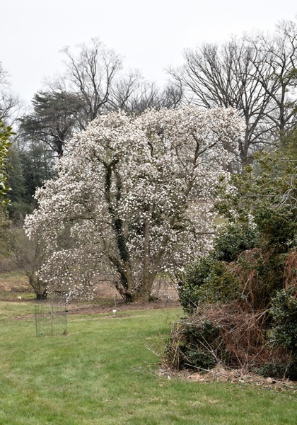 MAGNOLIA LOE MERRILL #25 CLP