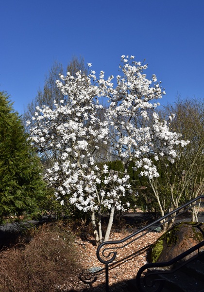 MAGNOLIA ROYAL STAR #25 CLP